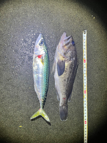 サバの釣果