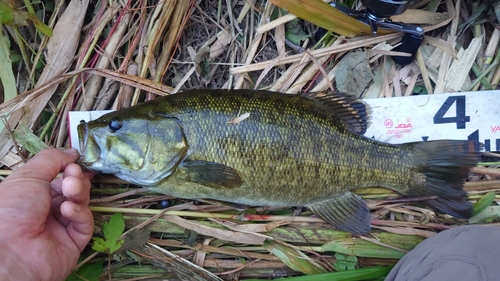 スモールマウスバスの釣果