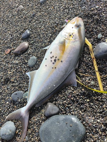 ショゴの釣果