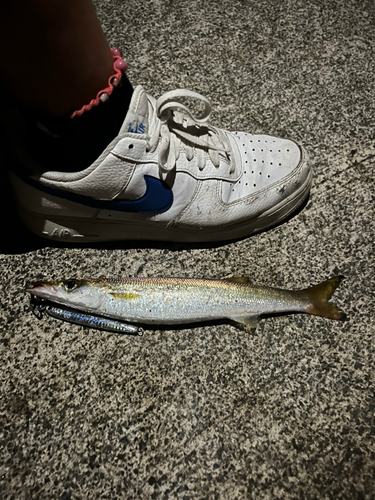 カマスの釣果