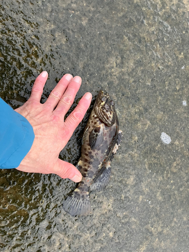 チャイロマルハタの釣果