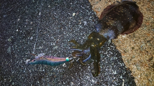 アオリイカの釣果