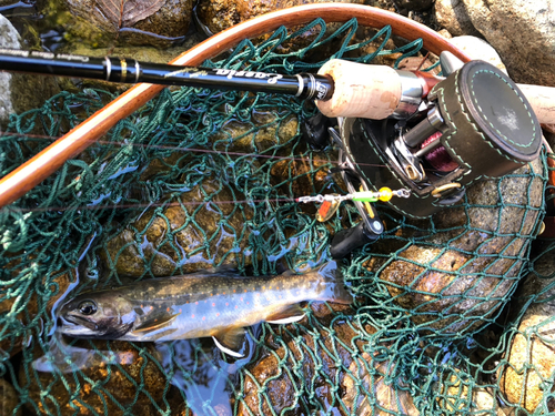 オショロコマの釣果