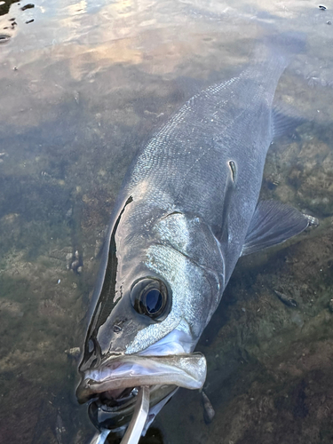 ヒラスズキの釣果