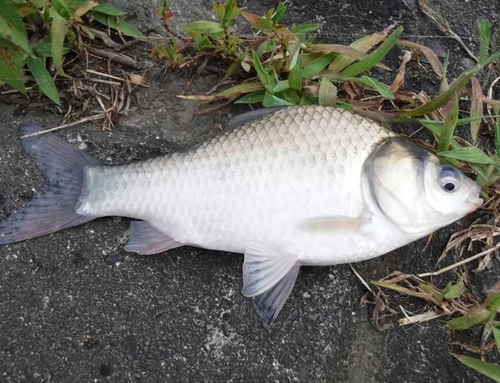 ヘラブナの釣果