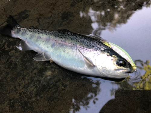 ニジマスの釣果