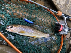 ニジマスの釣果