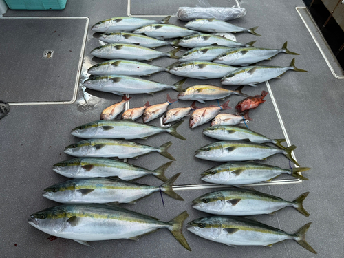 イナダの釣果