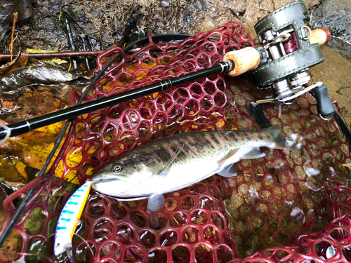 ヤマメの釣果