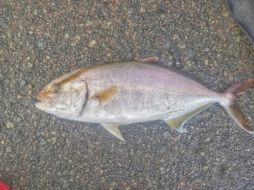 カンパチの釣果