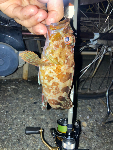 カサゴの釣果