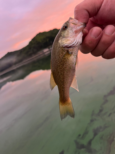 ラージマウスバスの釣果