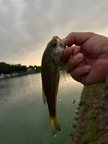 ラージマウスバスの釣果