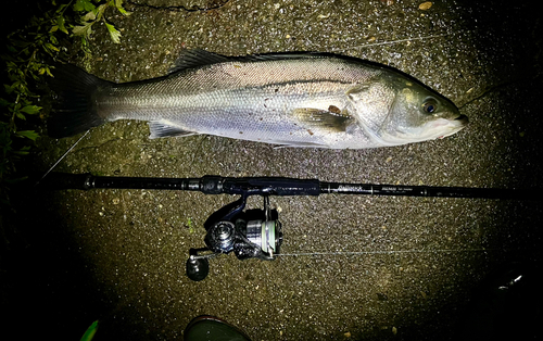 フッコ（マルスズキ）の釣果