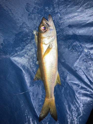 クロムツの釣果