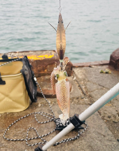 マメイカの釣果