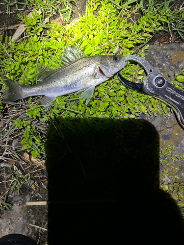 スズキの釣果