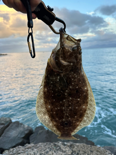 ヒラメの釣果