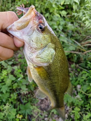 ラージマウスバスの釣果