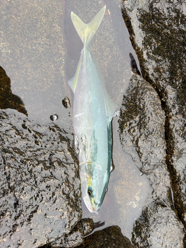 イナダの釣果