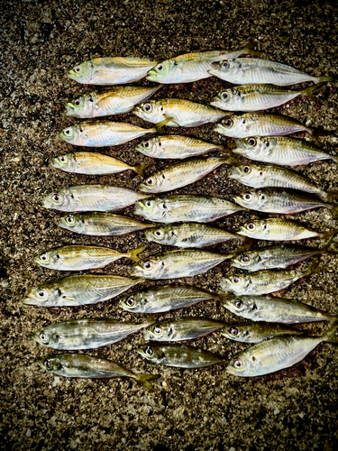 アジの釣果