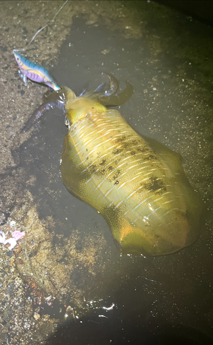 アオリイカの釣果