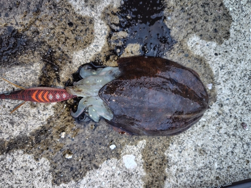 コウイカの釣果