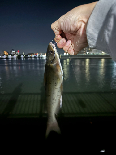 アメリカナマズの釣果