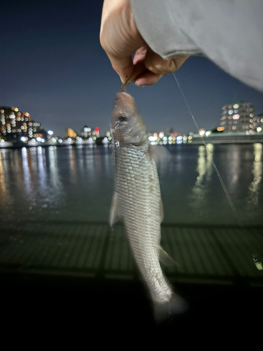 ニゴイの釣果