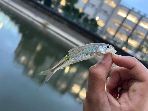 ニゴイの釣果