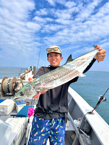 サワラの釣果