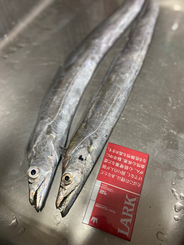 タチウオの釣果