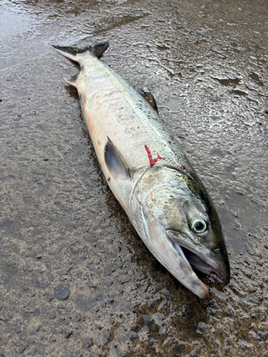 アキアジの釣果