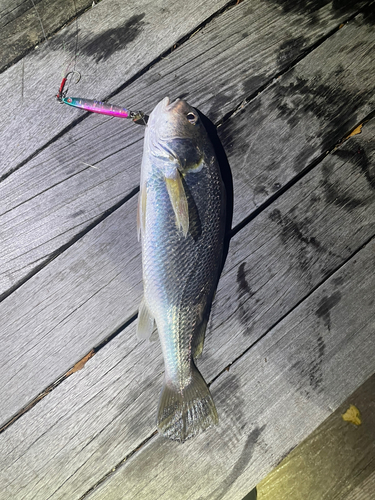 イシモチの釣果