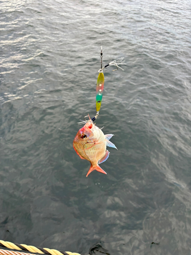 マダイの釣果