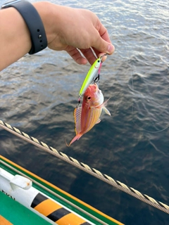 イトヨリダイの釣果