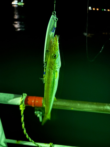 カマスの釣果