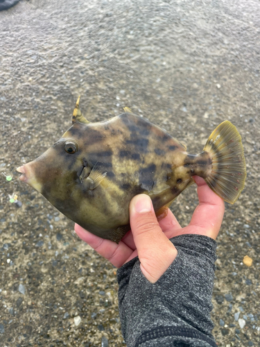 カワハギの釣果