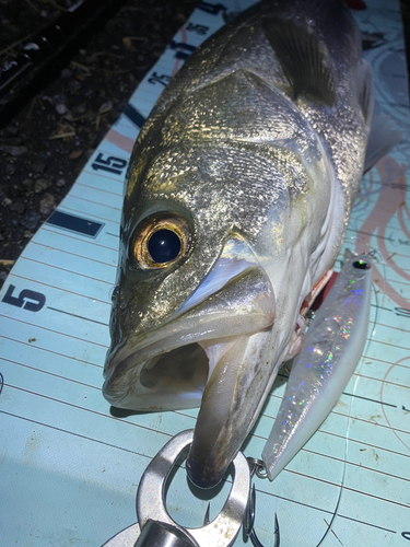 シーバスの釣果