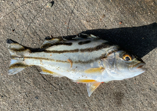 コトヒキの釣果