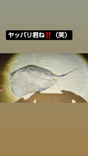 エイの釣果