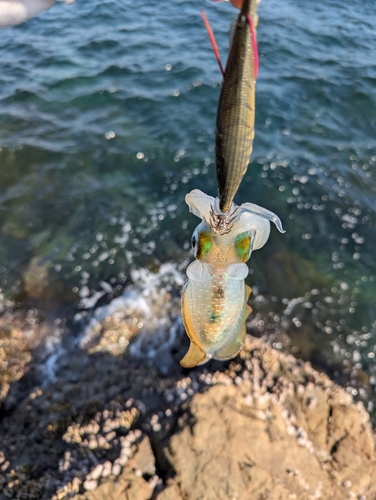 アオリイカの釣果