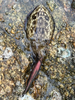 コウイカの釣果