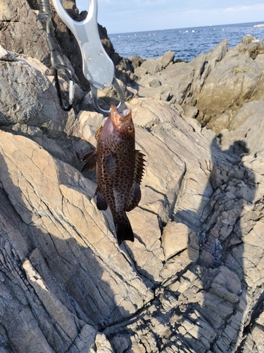 オオモンハタの釣果