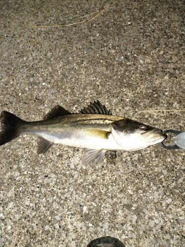 オオモンハタの釣果