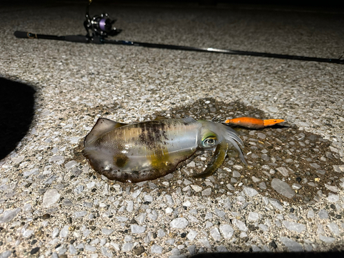 幸ノ浦漁港