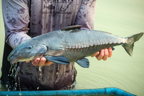 釣果