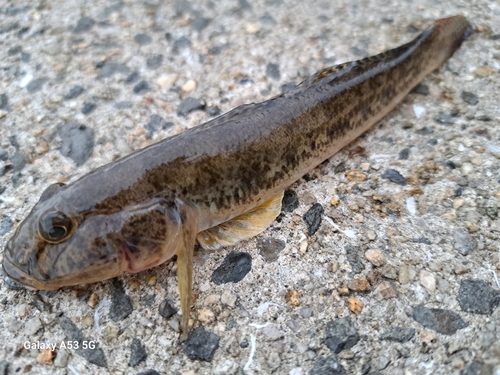 ハゼの釣果