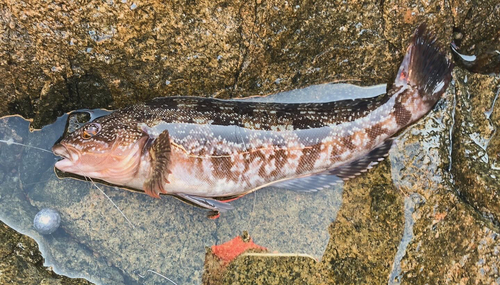 アイナメの釣果