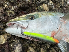 ブリの釣果